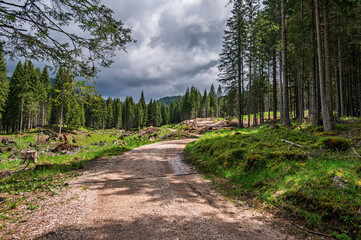 nature sceneries inside the Paneveggio natural park, Predazzo, Dolomites, Italy