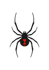 Cartoon Black Widow Spider Arachnid Venomous Insect Predator Entomology Red Hourglass Danger Black Red Isolated on Background