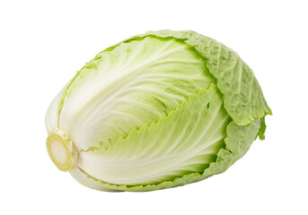 Isolated head of Savoy cabbage a fresh and natural healthy organic seasonal food item