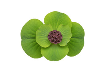 Isolated Lotus Seed Pod and Green Leaves of Water Lily Flower, close-up, top view