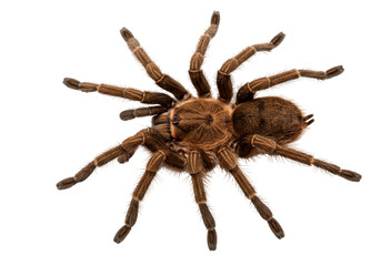 Isolated Chilean rose tarantula against neutral backdrop, a hairy arachnid with eight legs