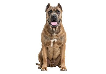 Isolated muscular brown Cane Corso dog sitting tall, looking at camera, no background