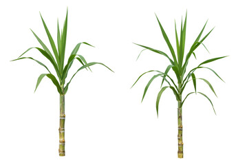 Isolated sugarcane plant with green leaves, stalk with nodes, agricultural crop, cultivation