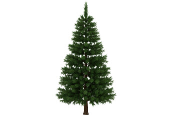 Isolated Christmas tree. Evergreen spruce with symmetrical shape and natural foliage