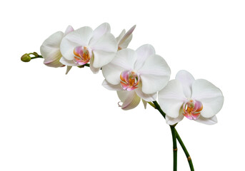 Isolated cluster of white orchids with pink centers on a single stem in studio light