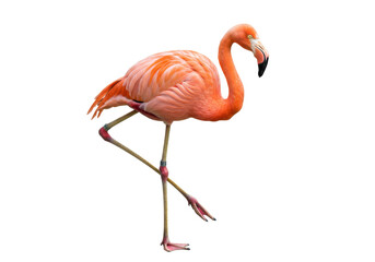 Isolated flamingo standing on one leg, vibrant plumage, exotic bird with beautiful feathers