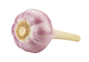 Isolated bulb of rosy garlic, a flavorful, healthful vegetable, ready for cooking, preparing