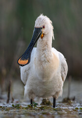 Spatule blanche, Camargue 2024