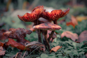 Champignons en macro © adrien