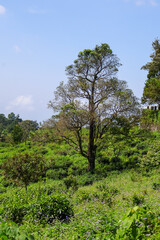 Kerala countryside with lone tree and dense greenery, showing fresh growth, blue sky, and scenic tranquility, perfect for wilderness and eco imagery