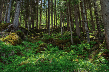 Fototapety na wymiar - Fototapeta24.pl