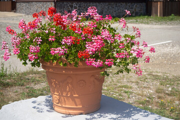 Terracotta pot with blooming geraniums in pink and red. Outdoor decoration for garden, patio or street corner setting. Real photo