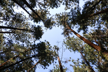 Looking up through pine trees in Kerala’s Vagamon forest, green leaves and rough bark contrast with the clear sky