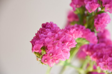 赤紫のスターチス