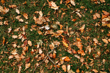 Dry oak leaves and acorns scattered on green grass.