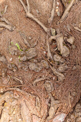 Exposed pine tree roots weave through forest floor covered in dry needles, forming intricate textures and natural patterns ideal for backgrounds, nature, or environmental themes