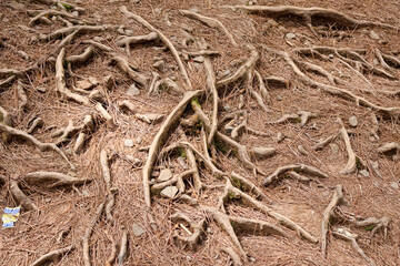 Exposed pine tree roots weave through forest floor covered in dry needles, forming intricate textures and natural patterns ideal for backgrounds, nature, or environmental themes