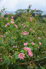Closeup of Lantana camara with pink and yellow blooms surrounded by lush green leaves. Perfect for botany, floral design, or garden nature backgrounds.