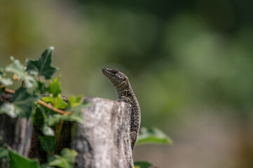 Lézard des murailles, Suisse