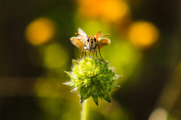 Skipper Butterfly Sitting on a Spiky Green Plant in Summer Nature