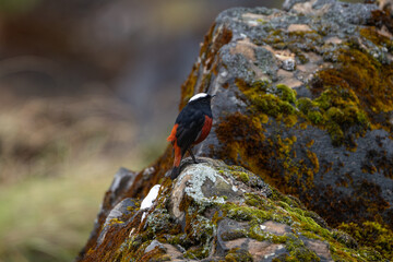 A White-capped Redstart perched beside a mountain stream, displaying its striking white crown and red-black plumage. This beautiful Himalayan bird adds vibrant color to its natural riverside habitat.