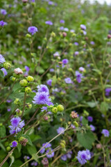Close-up of blooming Ageratum conyzoides (billygoat-weed) in Idukki, Kerala, showing fuzzy purple-blue flowers and fresh buds clustered in a wild, vibrant field setting