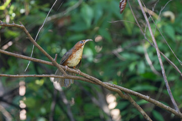 The Rusty-cheeked Scimitar-babbler, a striking bird of the Himalayan foothills, shows off its curved bill and rich rusty cheeks as it forages in dense shrubs, adding charm to the forest undergrowth.
