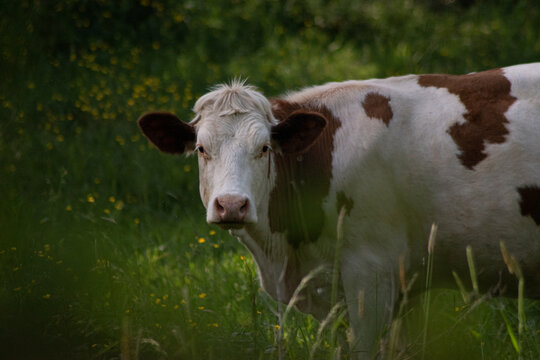 Focus sur une vache montb&eacute;liarde dans un champ de boutons d'or &agrave; l'ombre