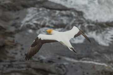 ニュージーランド　オークランド近郊にあるムリワイ・ビーチのガネットコロニーを飛ぶカツオドリ