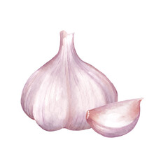 Watercolor illustration of white garlic bulb and single detached clove