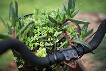 Vintage bicycle ride basket food garden