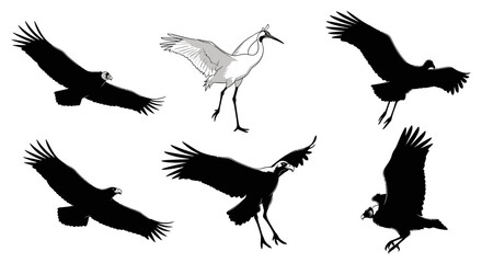 Obraz premium Dynamic abstract graphic design with flowing lines and curves in silhouette style