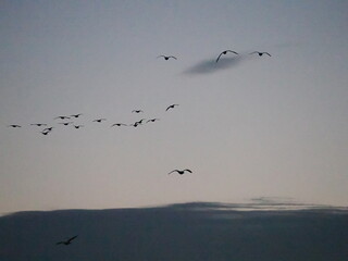 朝焼けの空を飛ぶマガンのシルエット