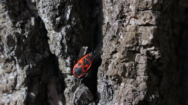 A bug is walking on a tree trunk. The bug is red and black. The tree trunk is rough and has a lot of cracks