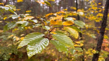 golden leaves on the branch