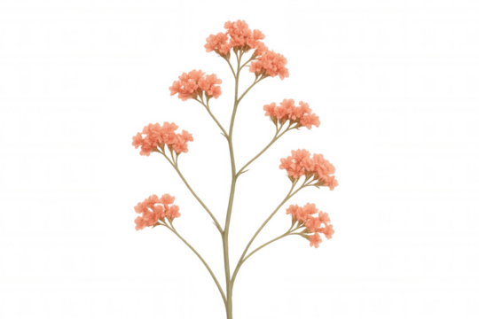 Coral flower cluster on single stem showing botanical plant details on transparent background
