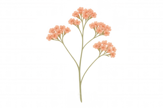 Watercolor floral illustration featuring delicate peach flowers and green leaves on a stem, transparent background