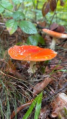 Red amanita in natural habitat