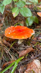 Traditional medicine uses wild mushrooms