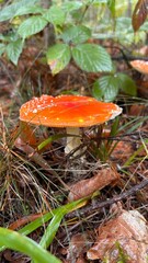 Medicinal mushrooms in natural forest 