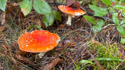 Forest mushrooms for traditional healing