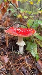 Toxic amanita growing in forest
