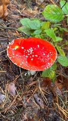 Bright red mushrooms in woods
