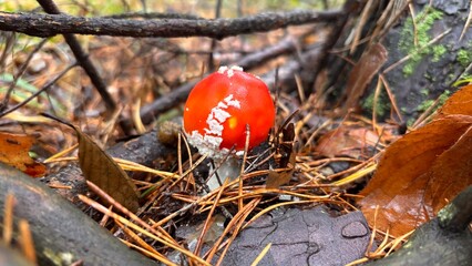 Tiny red poisonous mushrooms growing 