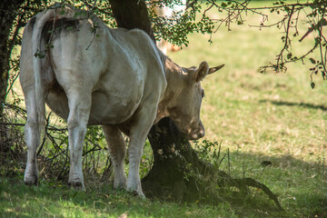 Vache charolaise en pâturage dans le marais de Vaux à Coirmaranche-en-Bugey, Ain, France