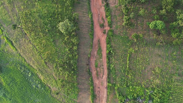 Aerial view of a vibrant tapestry of emerald vegetation meeting a rusty-red dirt road, creating a striking contrast in the Nigerian landscape, Unknown City, Unknown State, Nigeria.