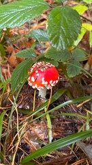 cautiously poisonous inedible mushroom