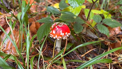 Colorful mushrooms growing in forest