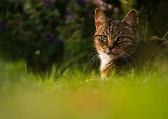 Tabby pet cat relaxing in a warm summer garden