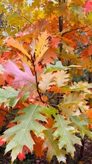 Colorful leaves on autumn trees